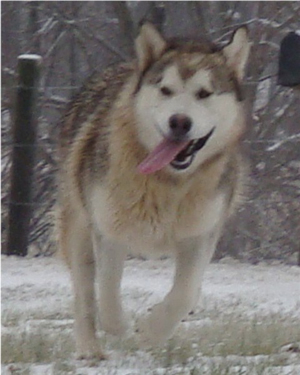 Hudsons Malamutes - Knut