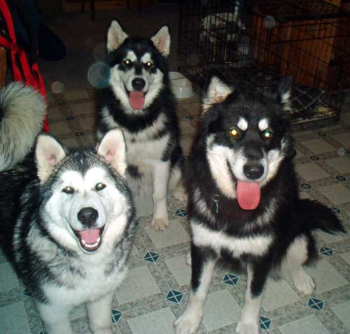 Hudons Malamutes - Kodi-Legs