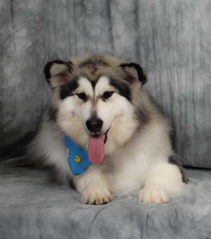 Hudsons Malamutes - Kodiak