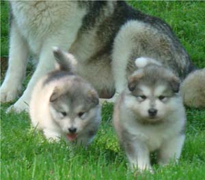 Hudsons Malamutes - Kodiak