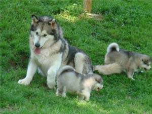 Hudsons Malamutes - Kodiak