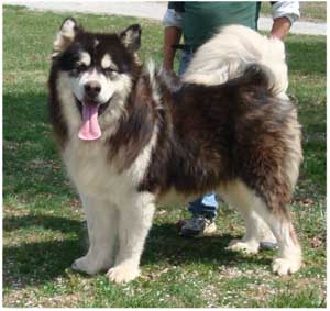 Hudsons Malamutes - Kohbi