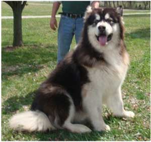 Hudsons Malamutes - Kohbi