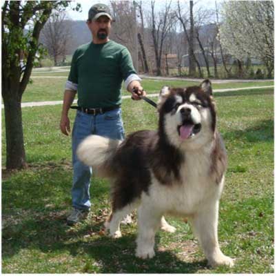 Hudsons Malamutes - Kohbi