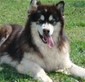 Hudsons Malamutes - Kohbi