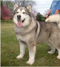 Hudsons Malamutes - Konan