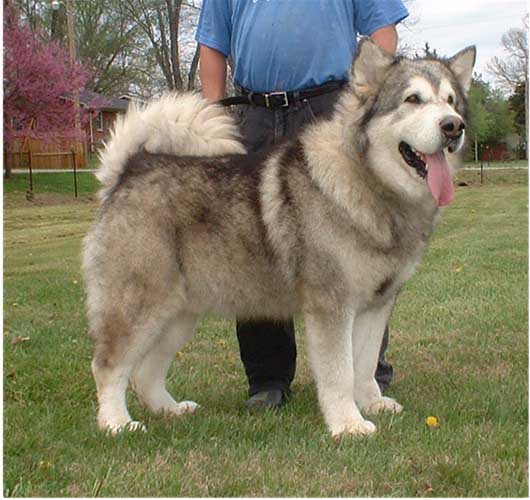 Hudsons Malamutes - Konan