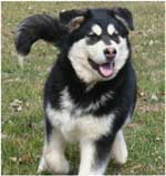 Hudsons Malamutes - Korah