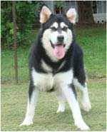 Hudsons Malamutes - Korah