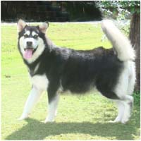 Hudsons Malamutes - Korah