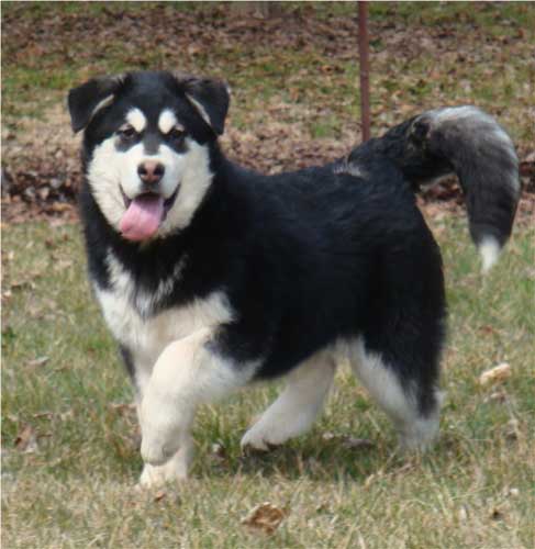 Hudsons Malamutes - Korah