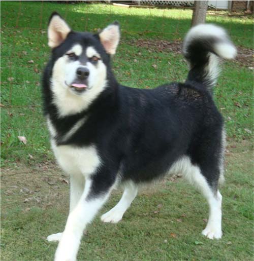 Hudsons Malamutes - Korah