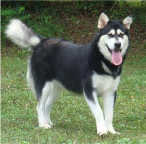 Hudsons Malamutes - Korah