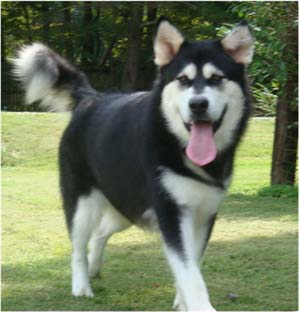 Hudsons Malamutes - Korah