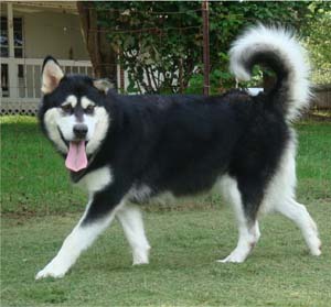 Hudsons Malamutes - Korah