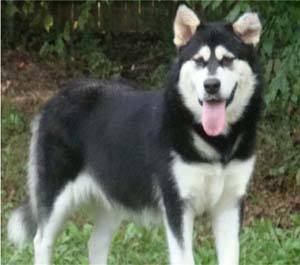 Hudsons Malamutes - Korah