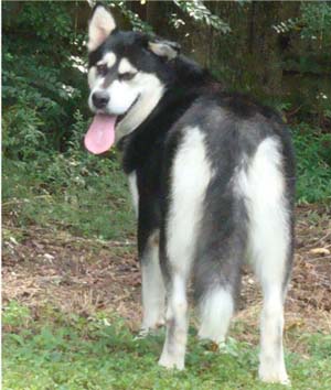 Hudsons Malamutes - Korah