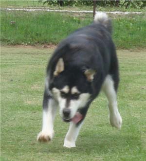 Hudsons Malamutes - Korah