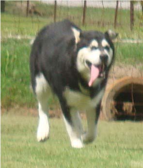 Hudsons Malamutes - Korah