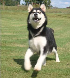 Hudsons Malamutes - Korah