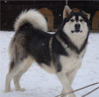 Hudsons Malamutes - Koren