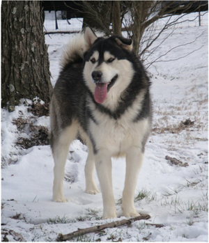 Hudsons Malamutes - Koren