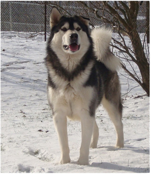 Hudsons Malamutes - Koren