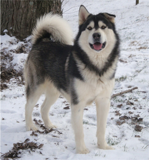 Hudsons Malamutes - Koren