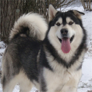 Hudsons Malamutes - Koren