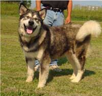 Hudsons Malamutes - Koyuk