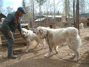 Hudsons Malamutes - KuBear relatives 