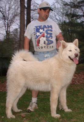 Hudsons Malamutes - KuBear