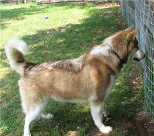 Hudsons Malamutes - Lakota