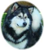 Hudsons Malamutes - Laska