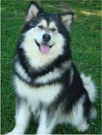 Hudsons Malamutes - Laska