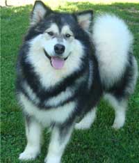 Hudsons Malamutes - Laska