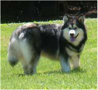 Hudsons Malamutes - Laska