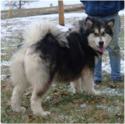 Hudsons Malamutes - Laska