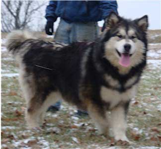 Hudsons Malamutes - Laska