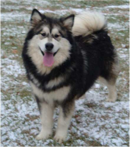 Hudsons Malamutes - Laska