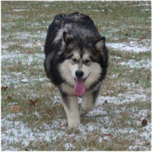 Hudsons Malamutes - Laska