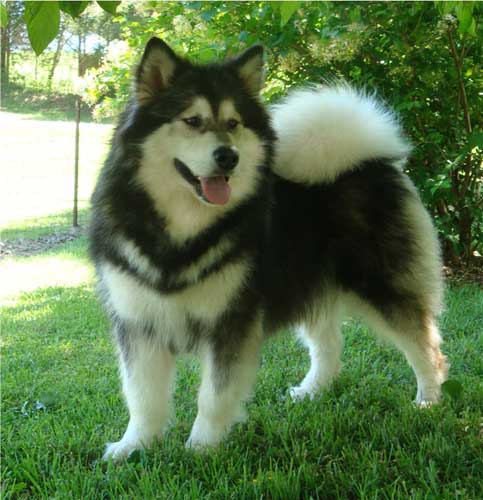 Hudsons Malamutes - Laska