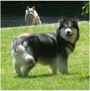 Hudsons Malamutes - Laska