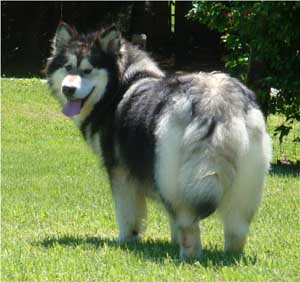 Hudsons Malamutes - Laska