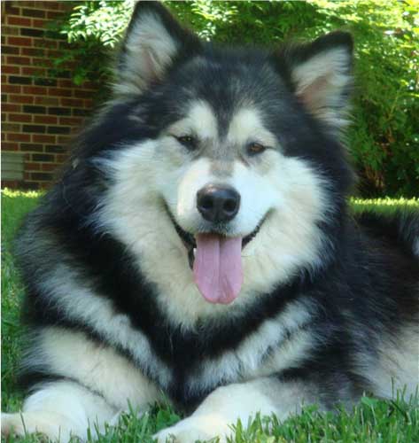 Hudsons Malamutes - Laska