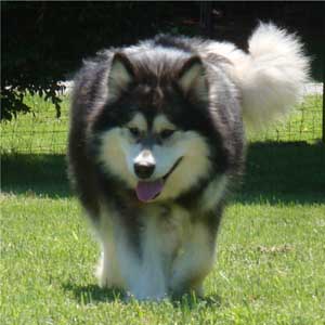 Hudsons Malamutes - Laska