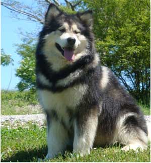 Hudsons Malamutes - Laska