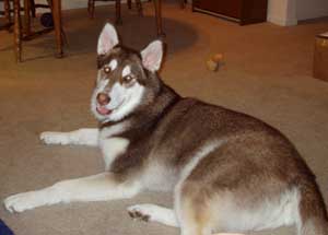 Hudons Malamutes - Leia