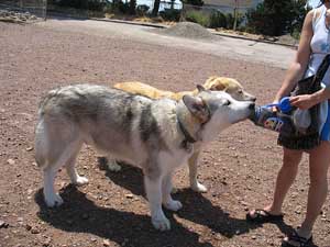 Hudsons Malamutes - Logan