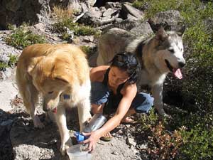 Hudsons Malamutes - Logan